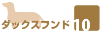 ダックスフンド10