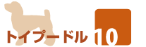 トイプードル情報サイト:トイプードル10